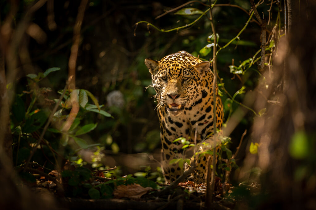 viajar para o pantanal