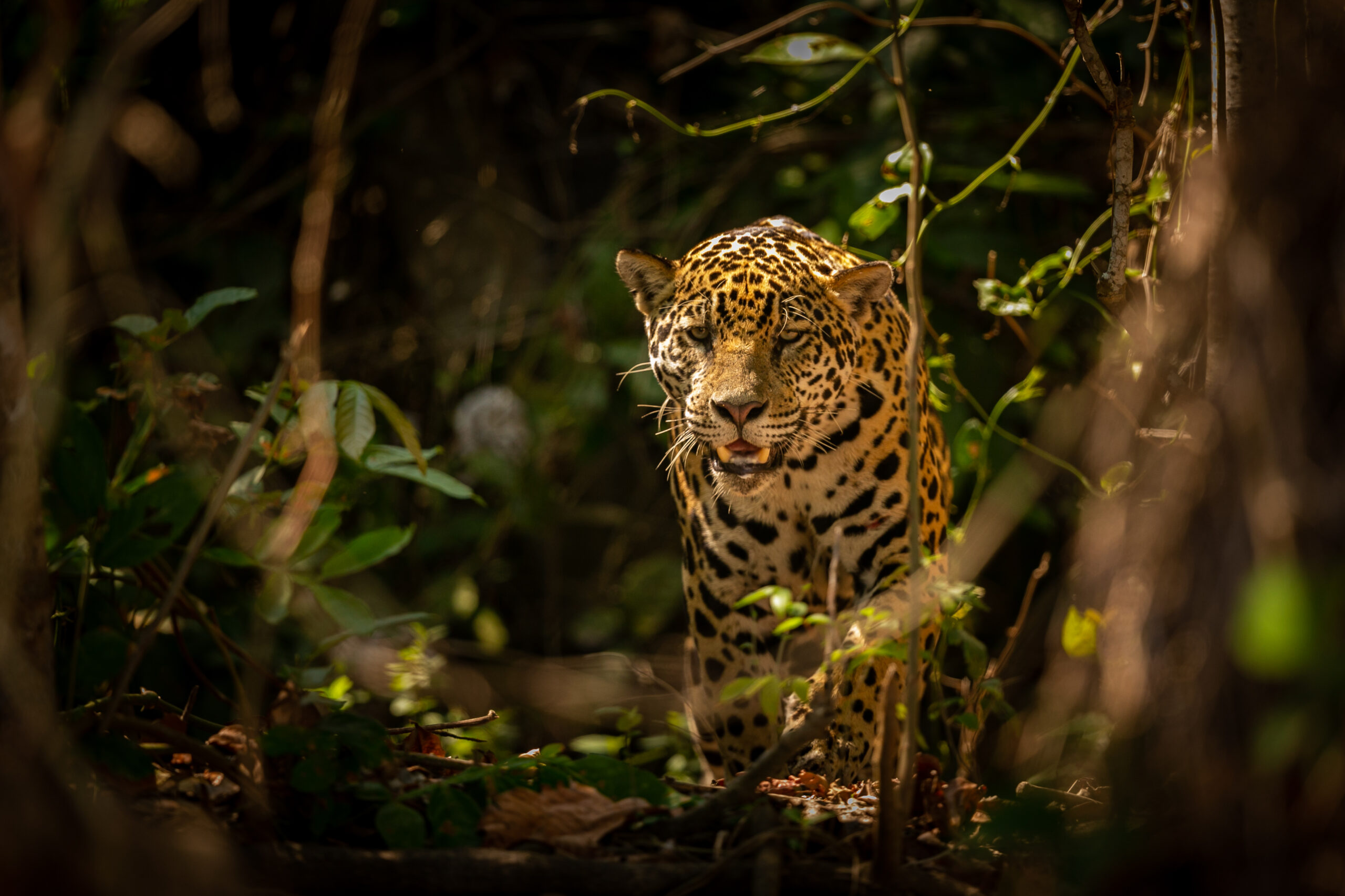 viajar para o pantanal