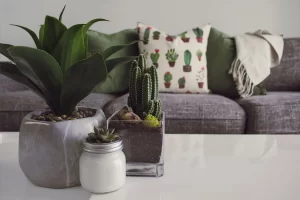 5 Plantas Indispensáveis para uma Decoração Exuberante